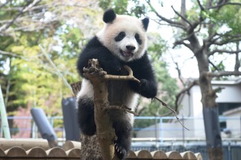 パンダの赤ちゃんシャンシャンが日齢266日を迎えました