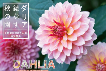 【上野東照宮ぼたん苑】秋の庭園でダリアを堪能しよう