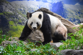 【上野動物園】双子のパンダ、すくすく成長中！
