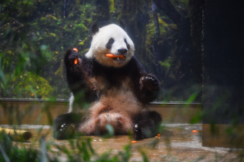 【上野動物園】双子のパンダ、すくすく成長中！