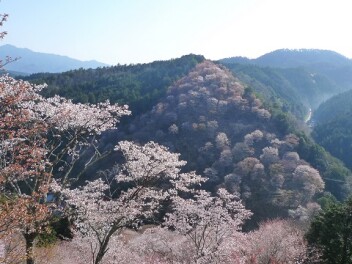Special Talk 第2回 上野の桜を守る人々