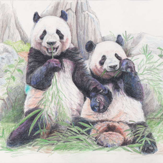 ❝ Bonjour！❞　－ Bonjour Panda 色鉛筆画展 －