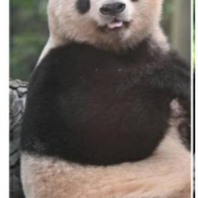 ☆〈ヘリテイジ〉速報‼️お客様からの強いご要望で急遽パンダ🐼抱き枕追加入荷🎀