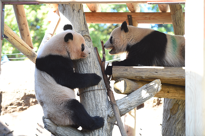 【上野動物園】西園「パンダのもり」屋外放飼場での展示が再開されました