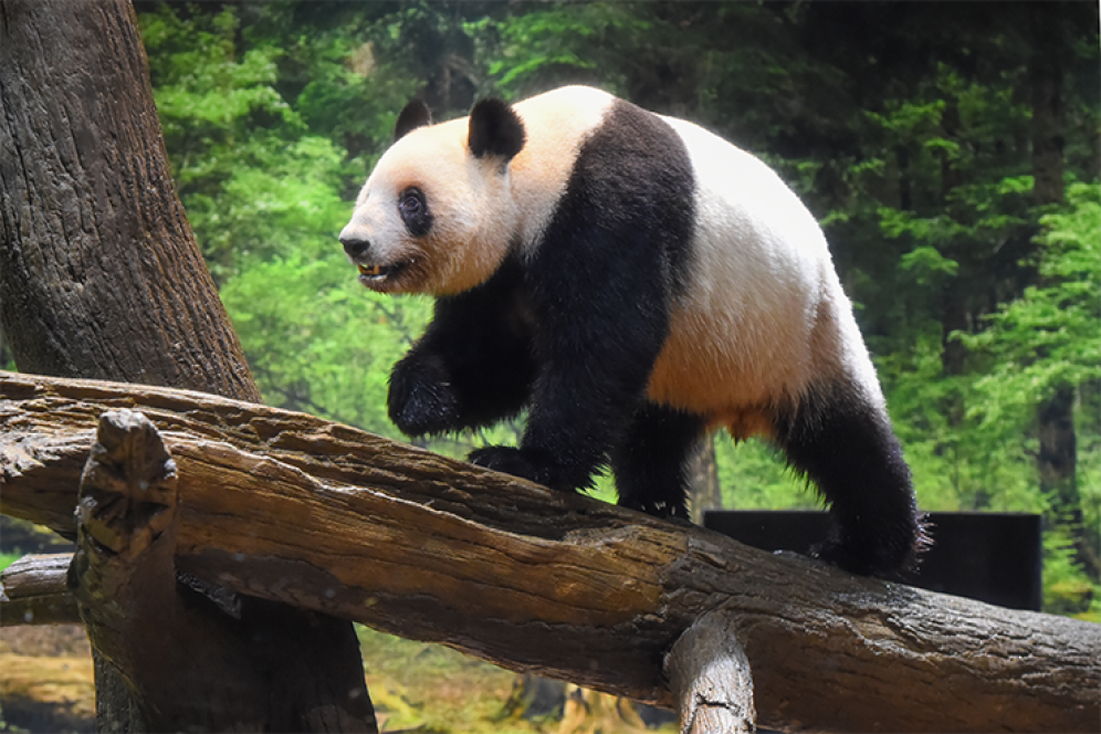 【上野動物園】双子のパンダ、すくすく成長中！