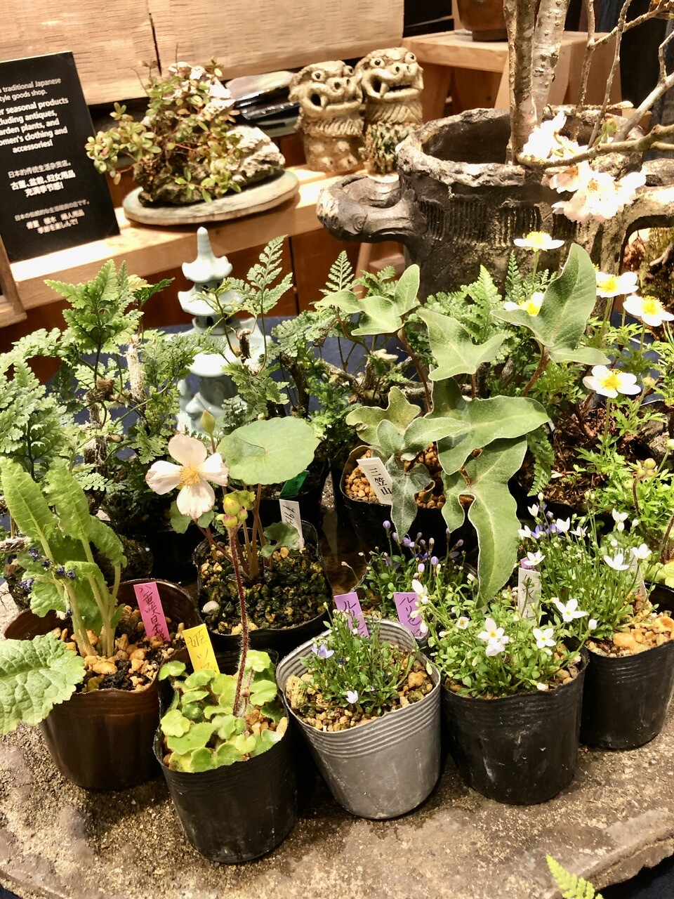 春物お洋服と山野草