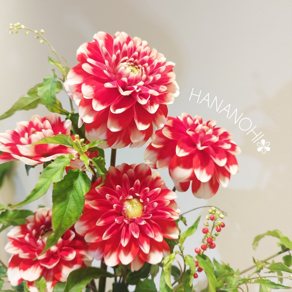 \\17日、18日限定！//　８７(ハナ)の日❣　おうちにお花を飾りませんか💕