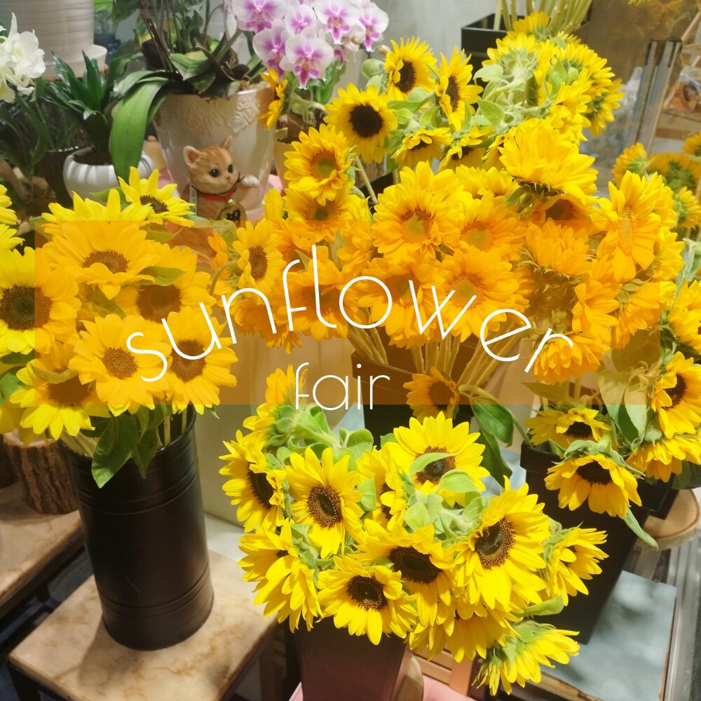 🌻ひまわりフェア開催中🌻