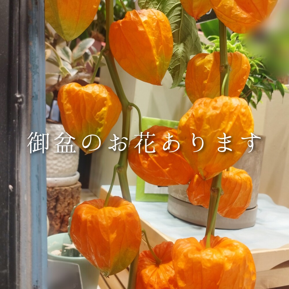 御盆のご準備はお済みですか🎐