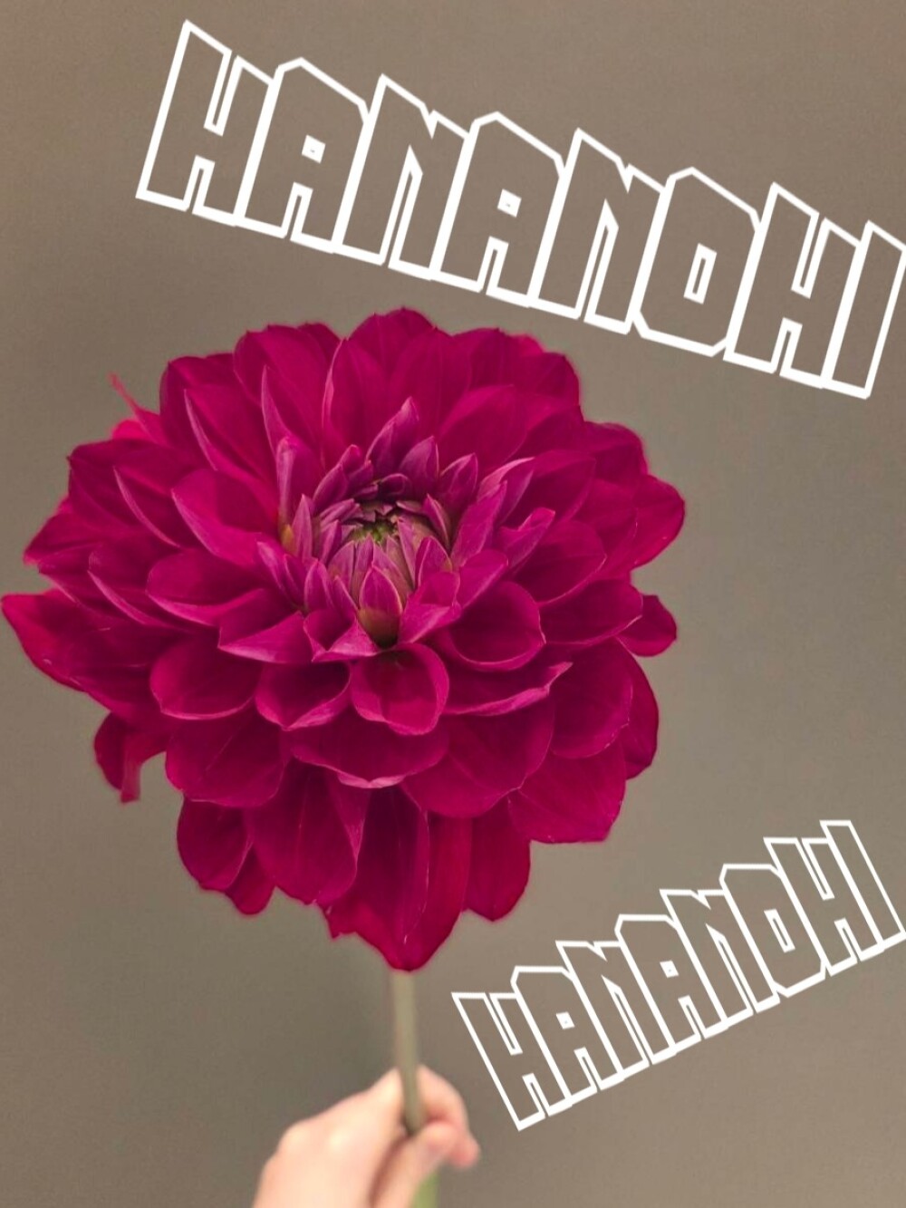 \\17日、18日限定！//　87(ハナ)の日❣　おうちにお花を飾りませんか💕