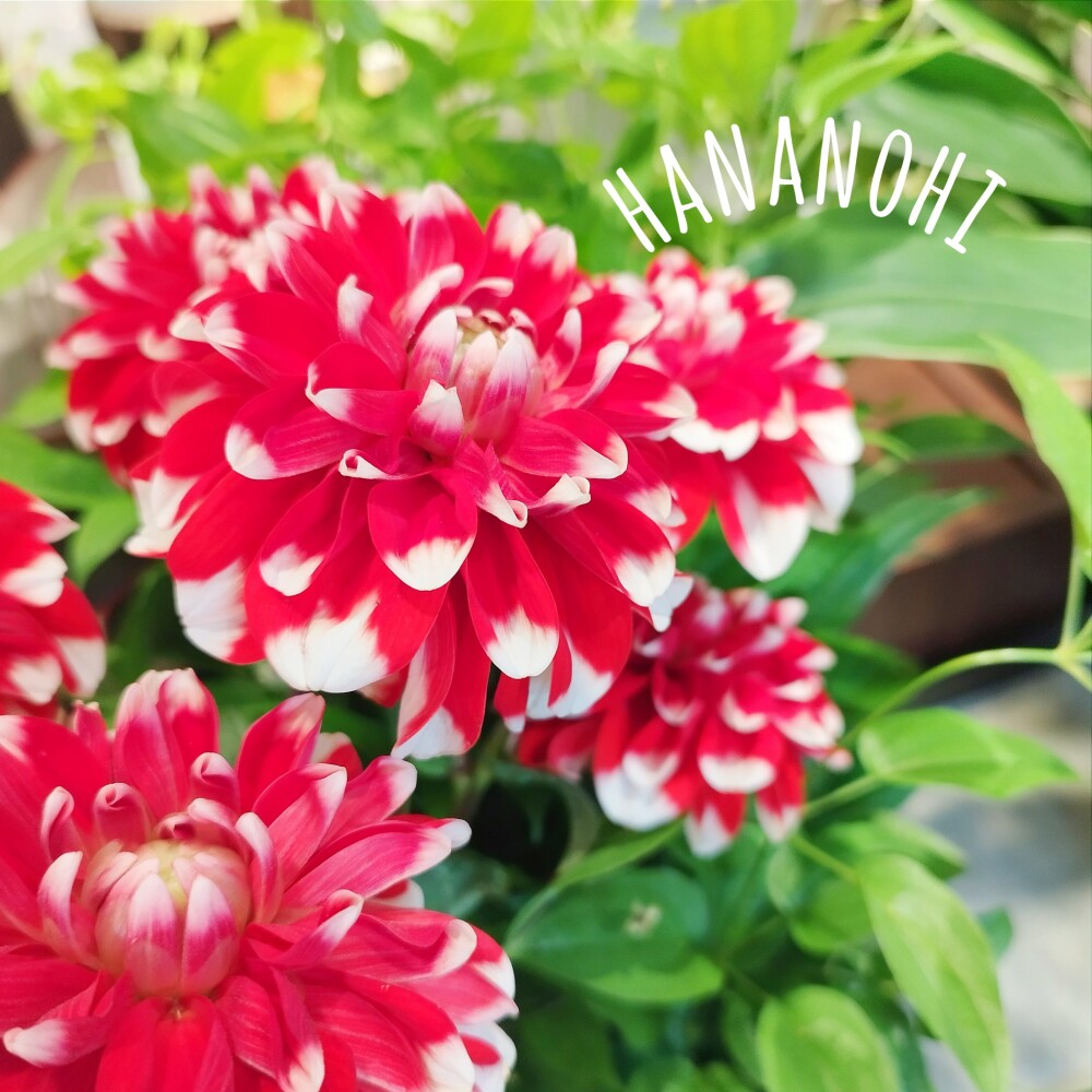 \\7日、8日限定！//　８７(ハナ)の日❣　おうちにお花を飾りませんか💕