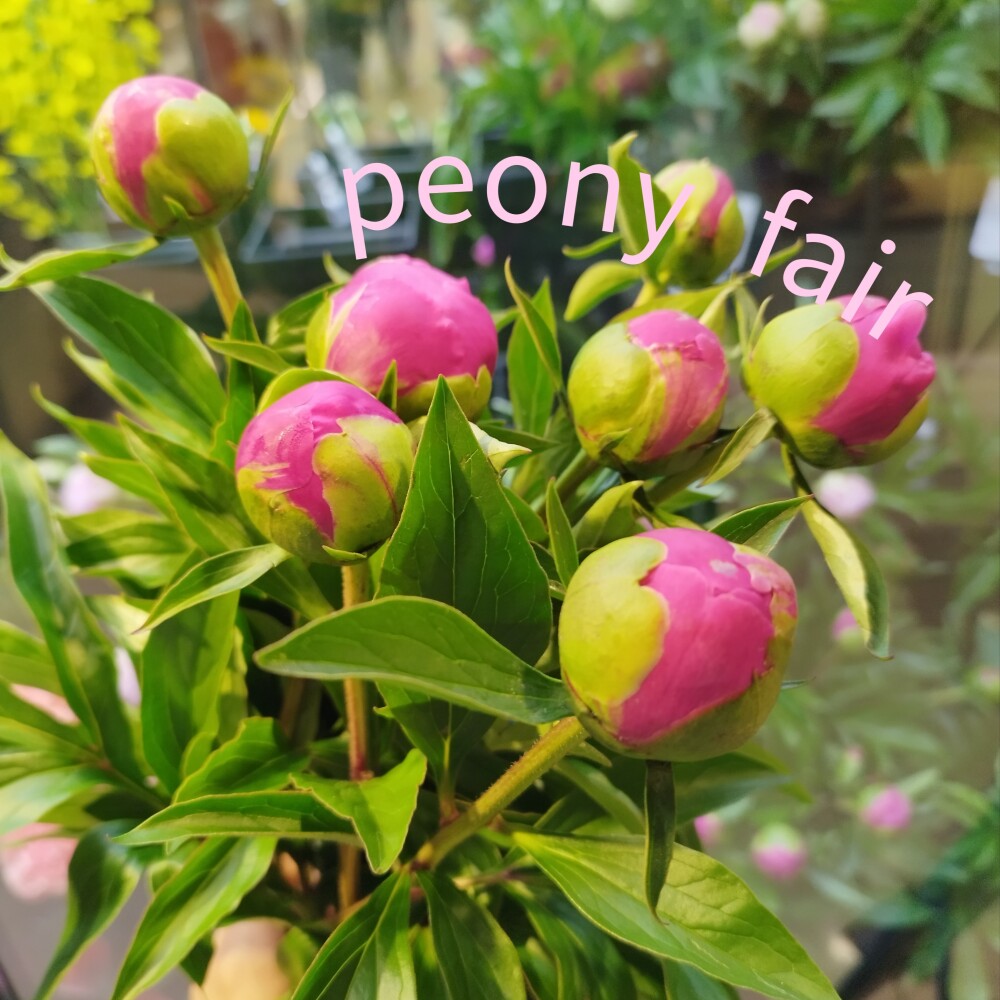 💐シャクヤクフェア開催中💐