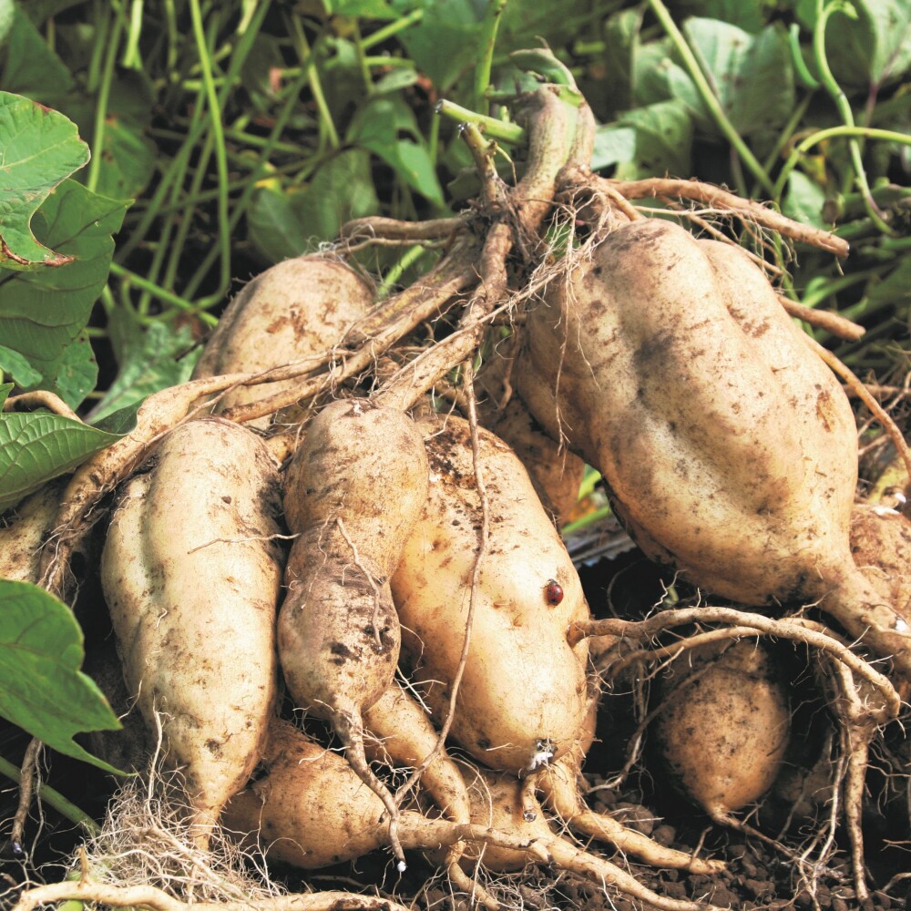 黄金千貫ってご存じですか？