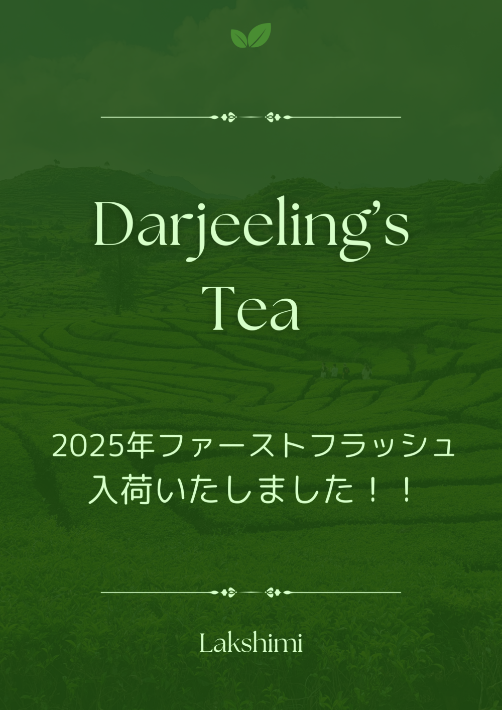 ダージリン2025年入荷！