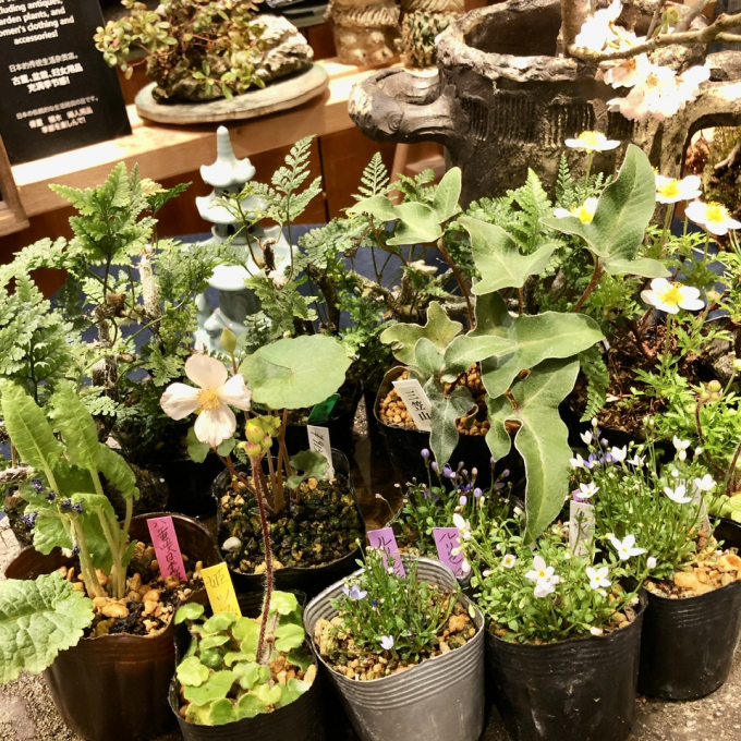 春物お洋服と山野草