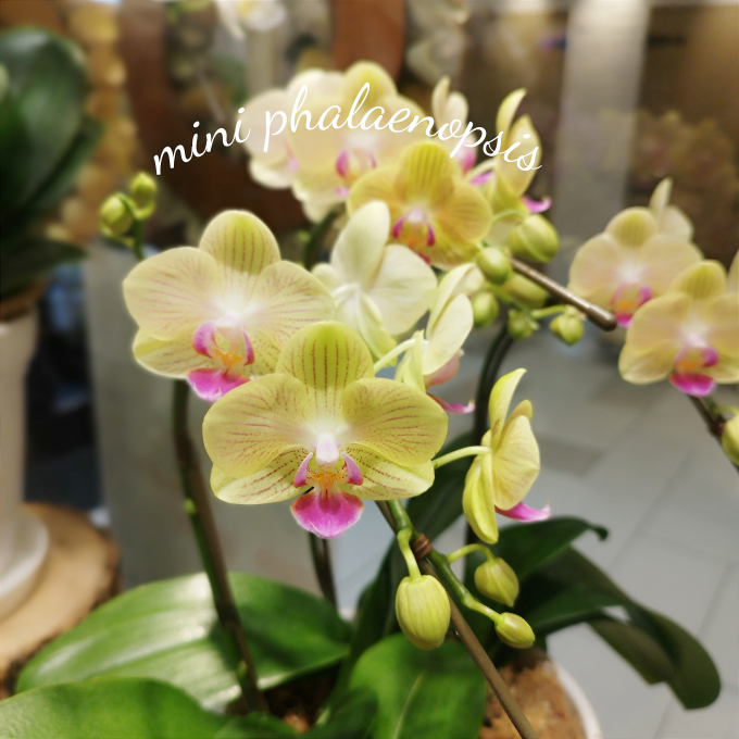 ミニ胡蝶蘭入荷しました💐
