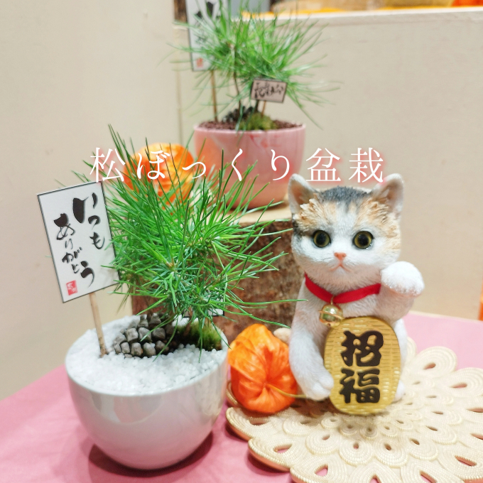 盆栽を育ててみませんか🌷