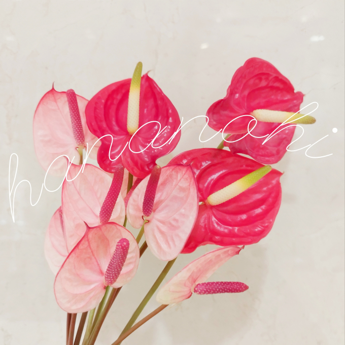 \\17日、18日限定！//　8７(ハナ)の日❣　おうちにお花を飾りませんか💕　　　　　　　　　　　　　　　　　　　　