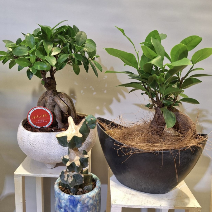 暮らしに観葉植物を取り入れてみませんか🌵
