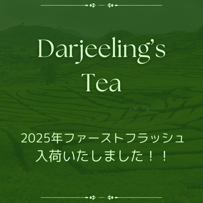 ダージリン2025年入荷！